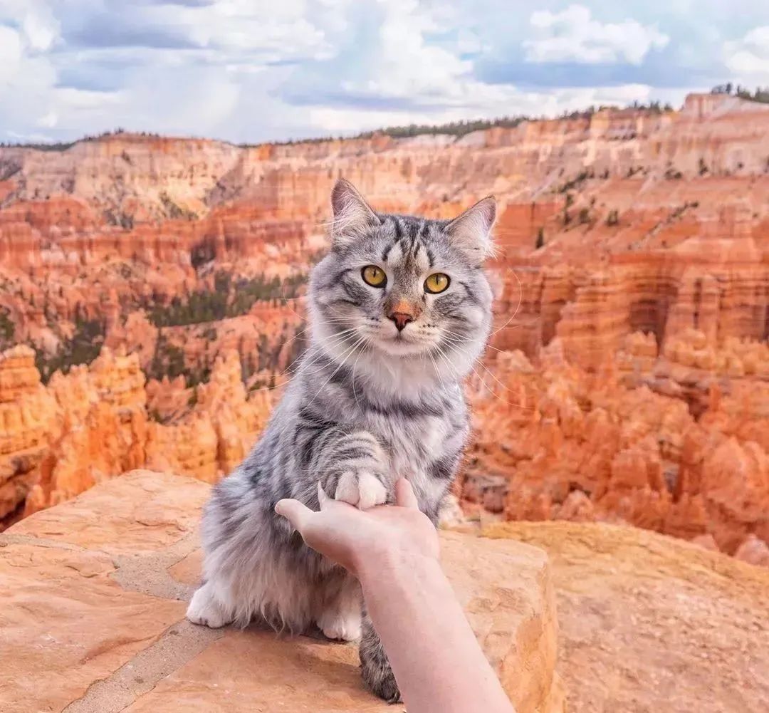 喵界的“荒野猎人”,被人误会多年,其实它才是俄罗斯的国猫