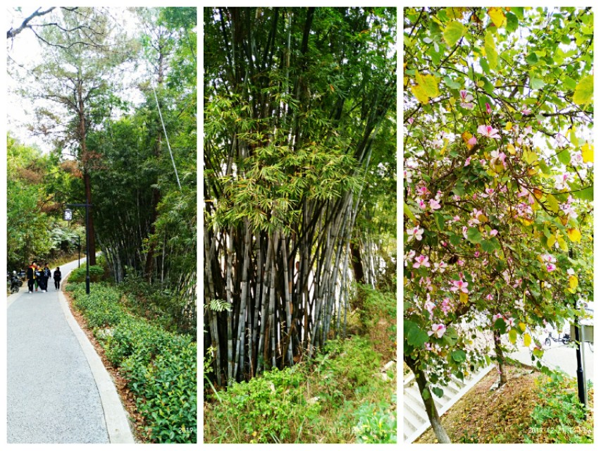 双鹤起舞松林醉——游灵山双鹤公园偶感