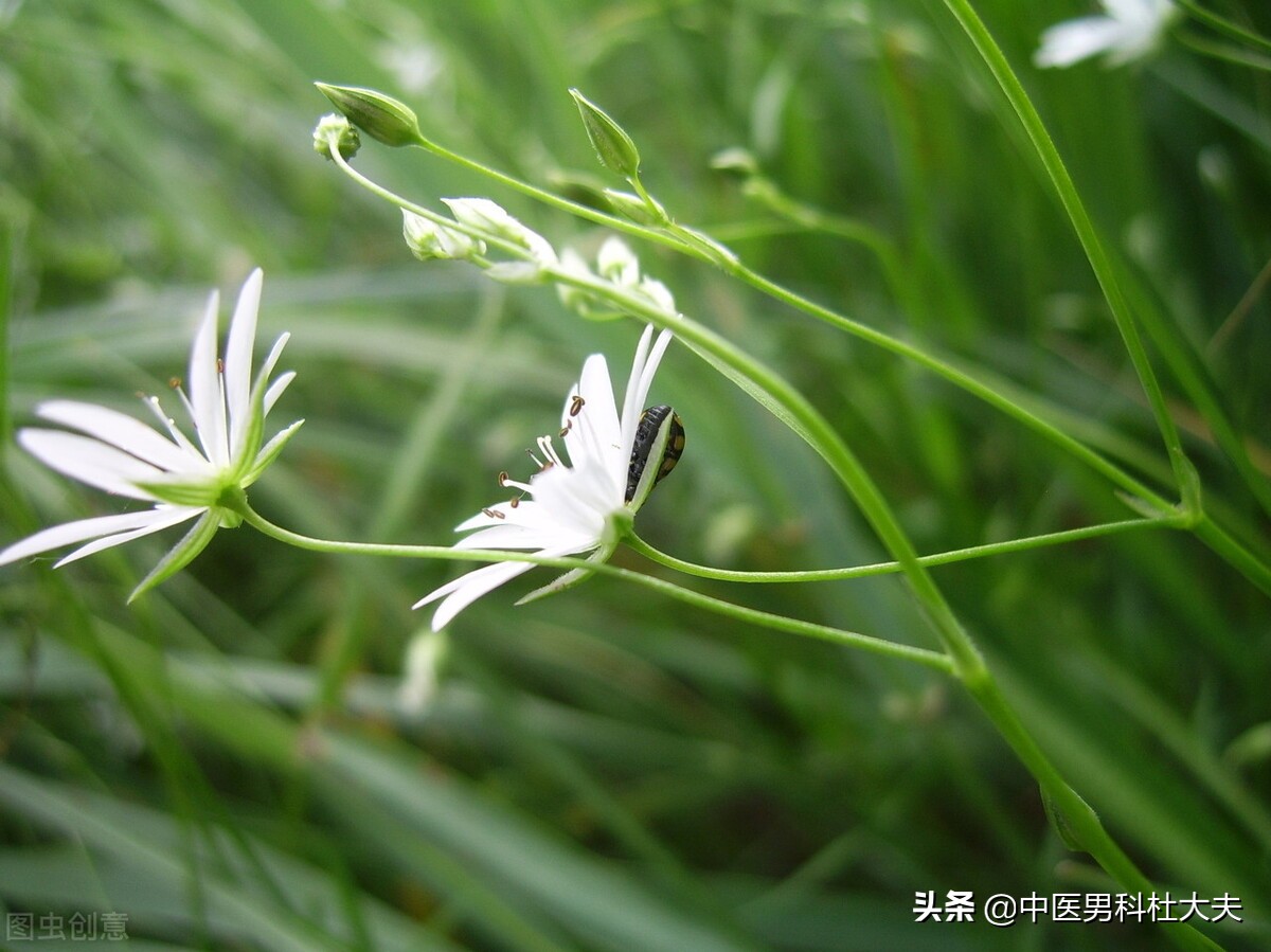 心脾两虚气血不足是什么原因,心脾两虚气血不足中成药