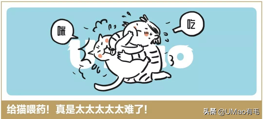 小猫咪托运怎样才最安全,如何托运小猫咪