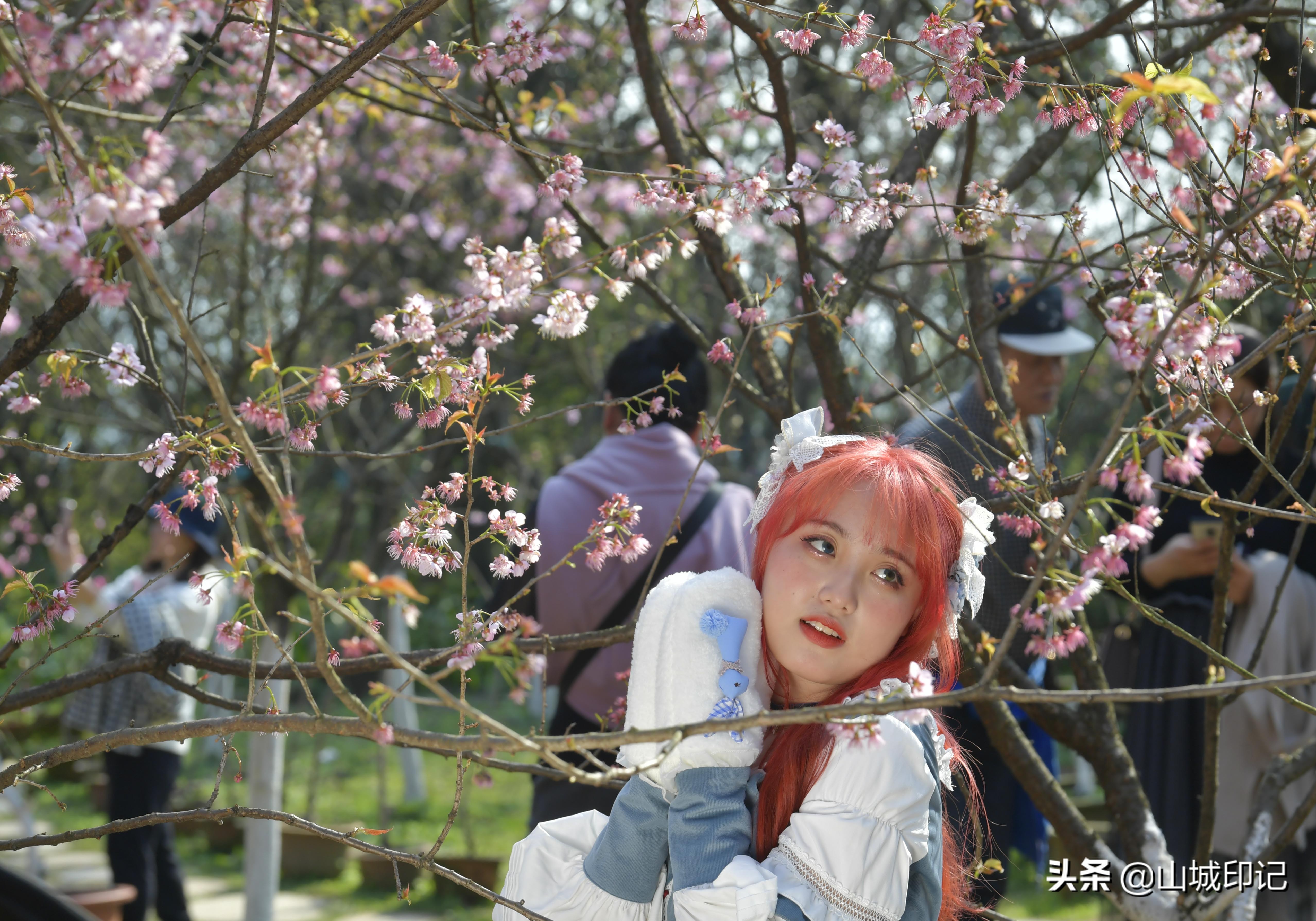 穿日本和服很美很好看,日系和服与樱花拍照姿势