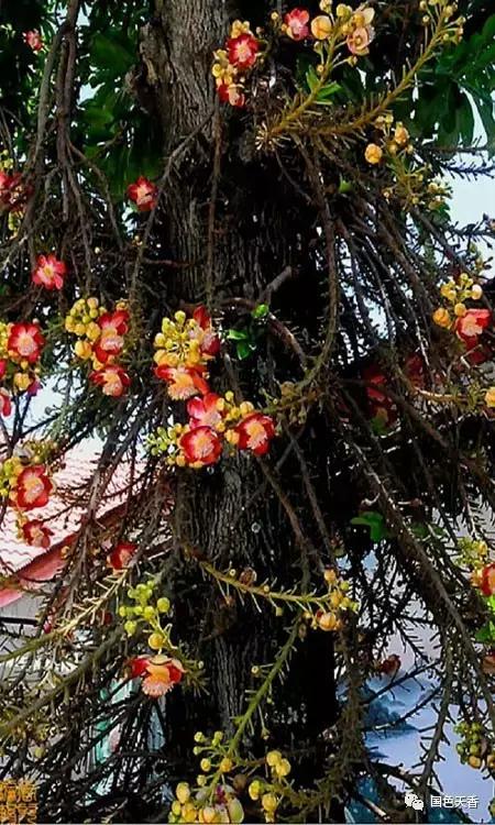 菩提花开观自在,菩提花开见性成佛