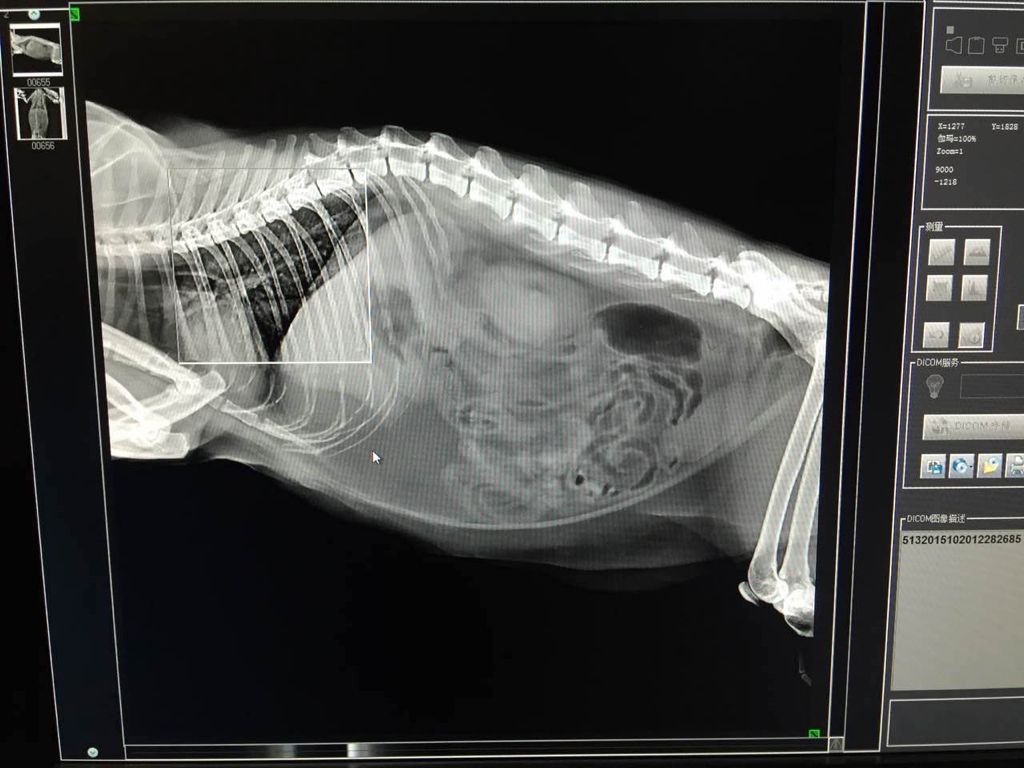 猫咪腿断了自愈后怎么做康复锻炼,猫咪生病不严重可以自愈吗
