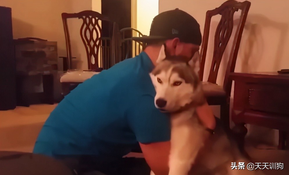 狗狗也能吃雪糕吗,狗狗可以喝啤酒吗