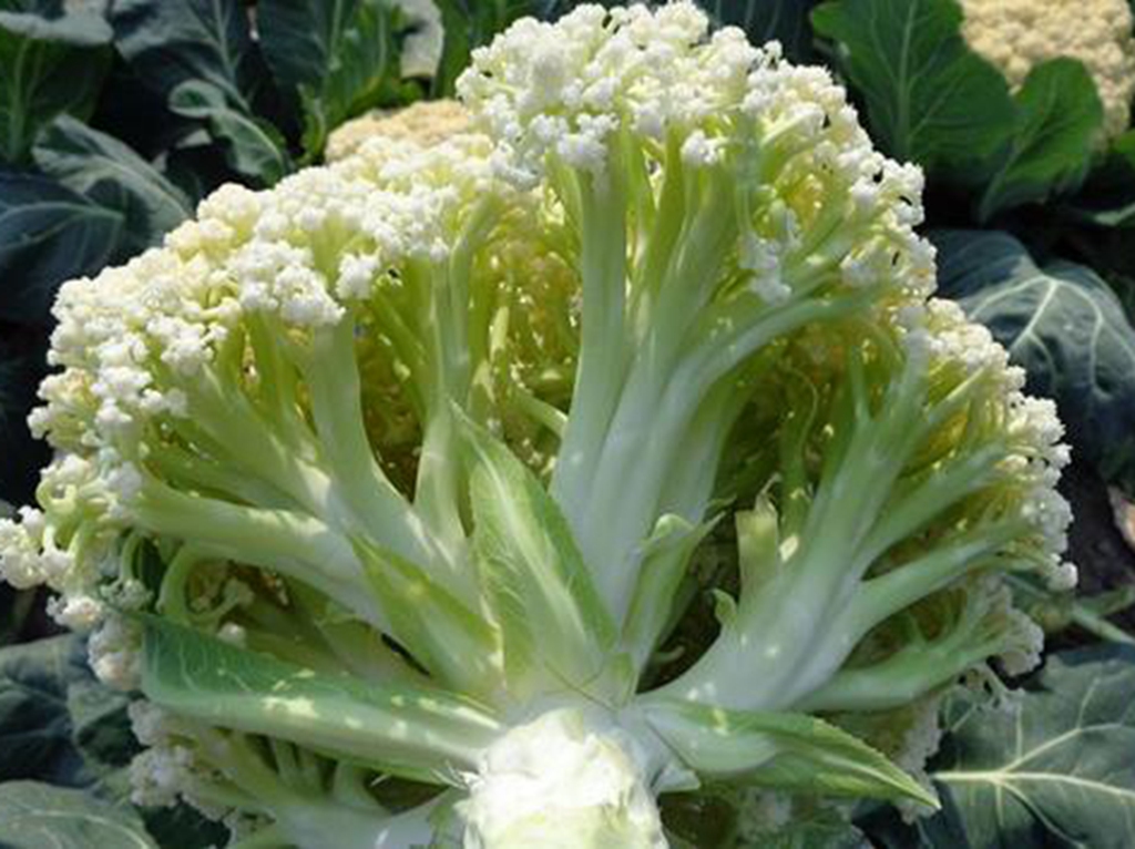 菜花和散花的区别图片,花菜挑散花还是紧花好