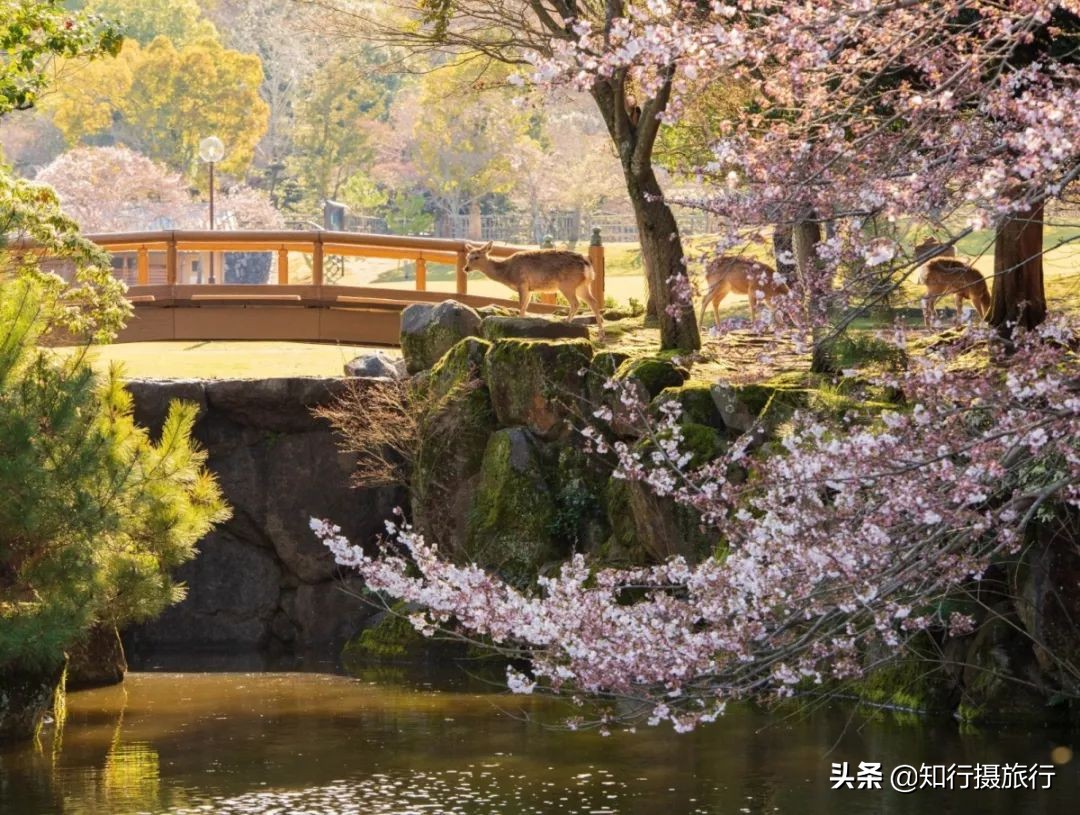 日本樱花季是八月几号,2020年日本樱花花期表