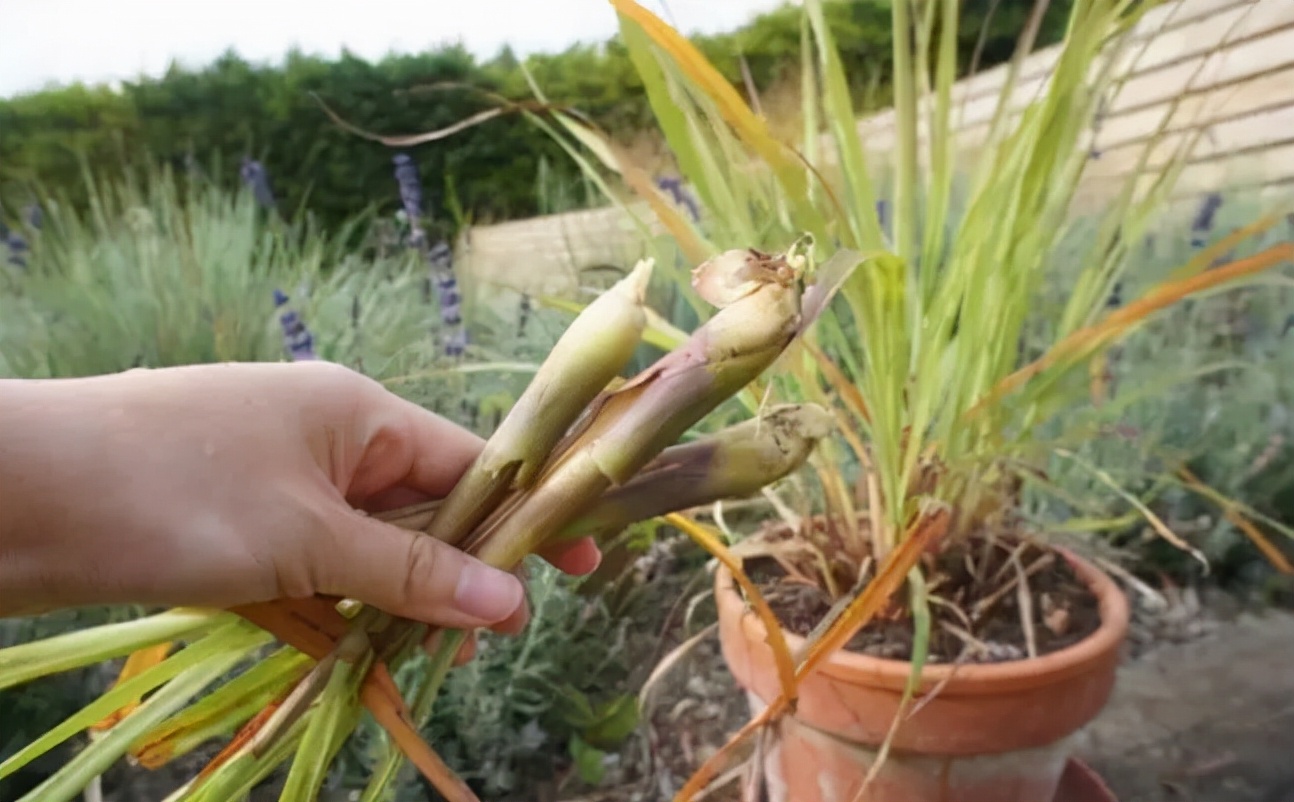 盆栽必备杀虫药,盆栽驱虫剂