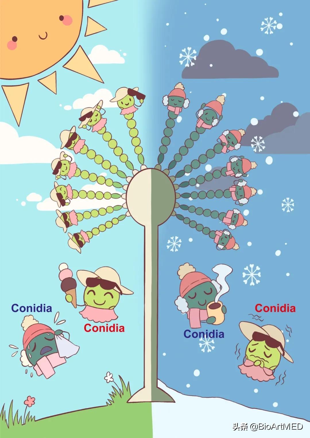 真菌的无性孢子和有性孢子,真菌孢子和霉菌是一回事吗