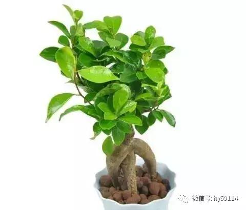 榕树、苏铁从欧盟禁止进口的目录清单中移除