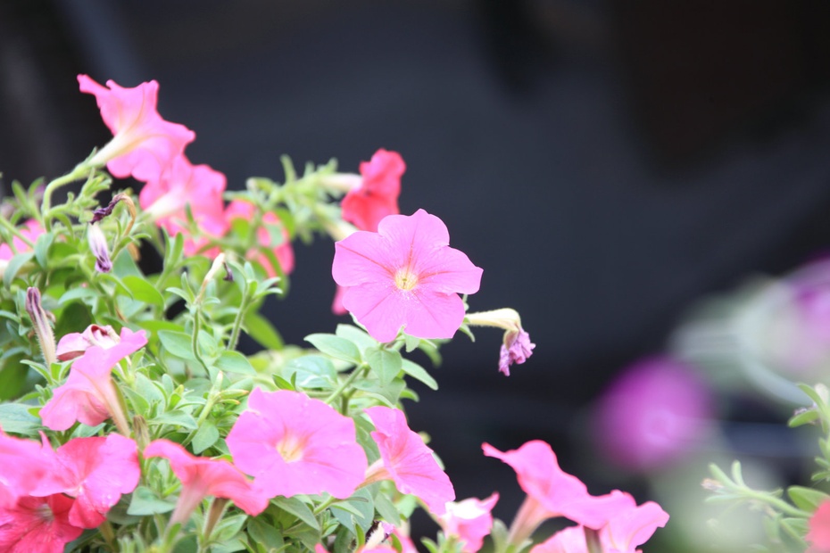 米亚罗-大美理礼县