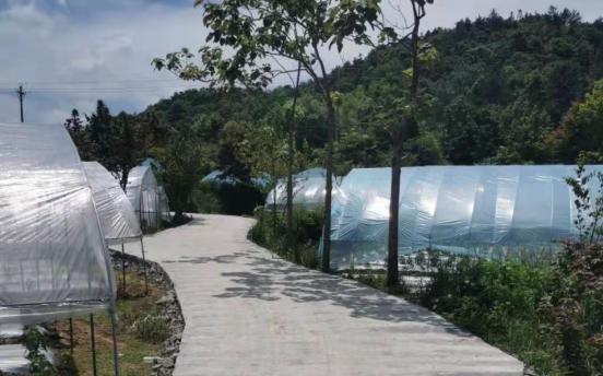 石台:民生工程谱写七井高山辣椒新篇章