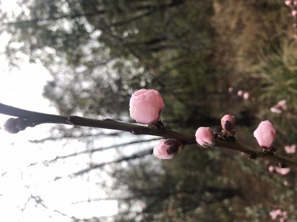 鑺掑競鍜岃吘鍐茬憺涓藉摢涓ソ,鑵惧啿鐟炰附鑺掑競瑗垮弻鐗堢撼