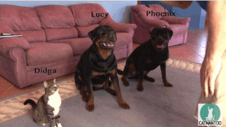 3个月的布偶猫怎么培养性格,怎么培养小猫有猫德