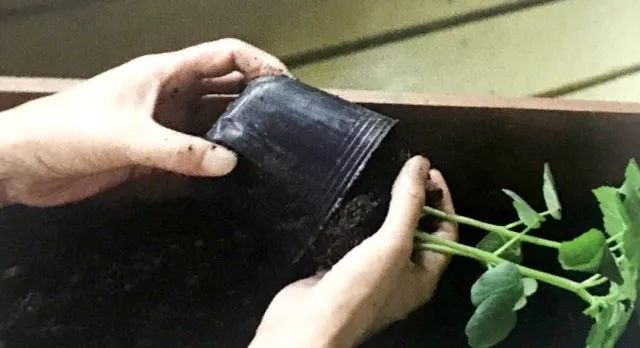 怎么在地里种秋葵,秋葵怎么种植在阳台上