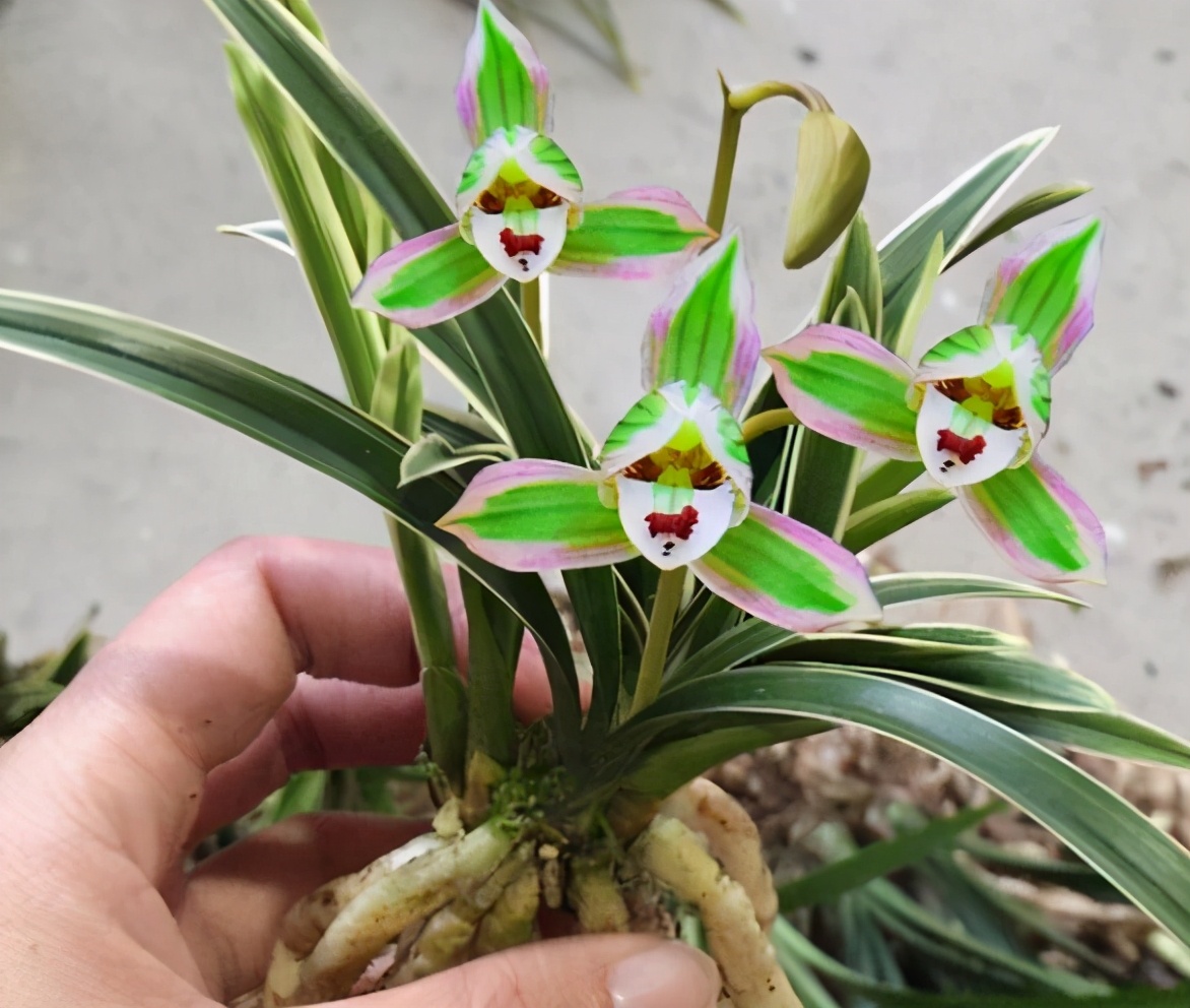 兰花图片及品种金边兰,兰花界的扛把子花色神秘叶带金边