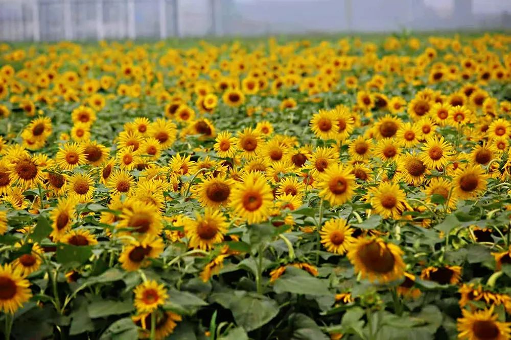 在济南花式避暑,一见“清”心!只需一瞥,便足以把酷夏原谅…