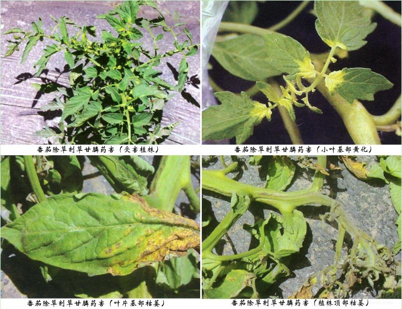 打过除草剂的喷雾器一定要清洗干净,已经有农户发生药害了