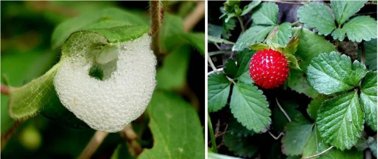 草根的白色泡沫是蛇的唾沫吗,泡泡是蛇吐的口水吗