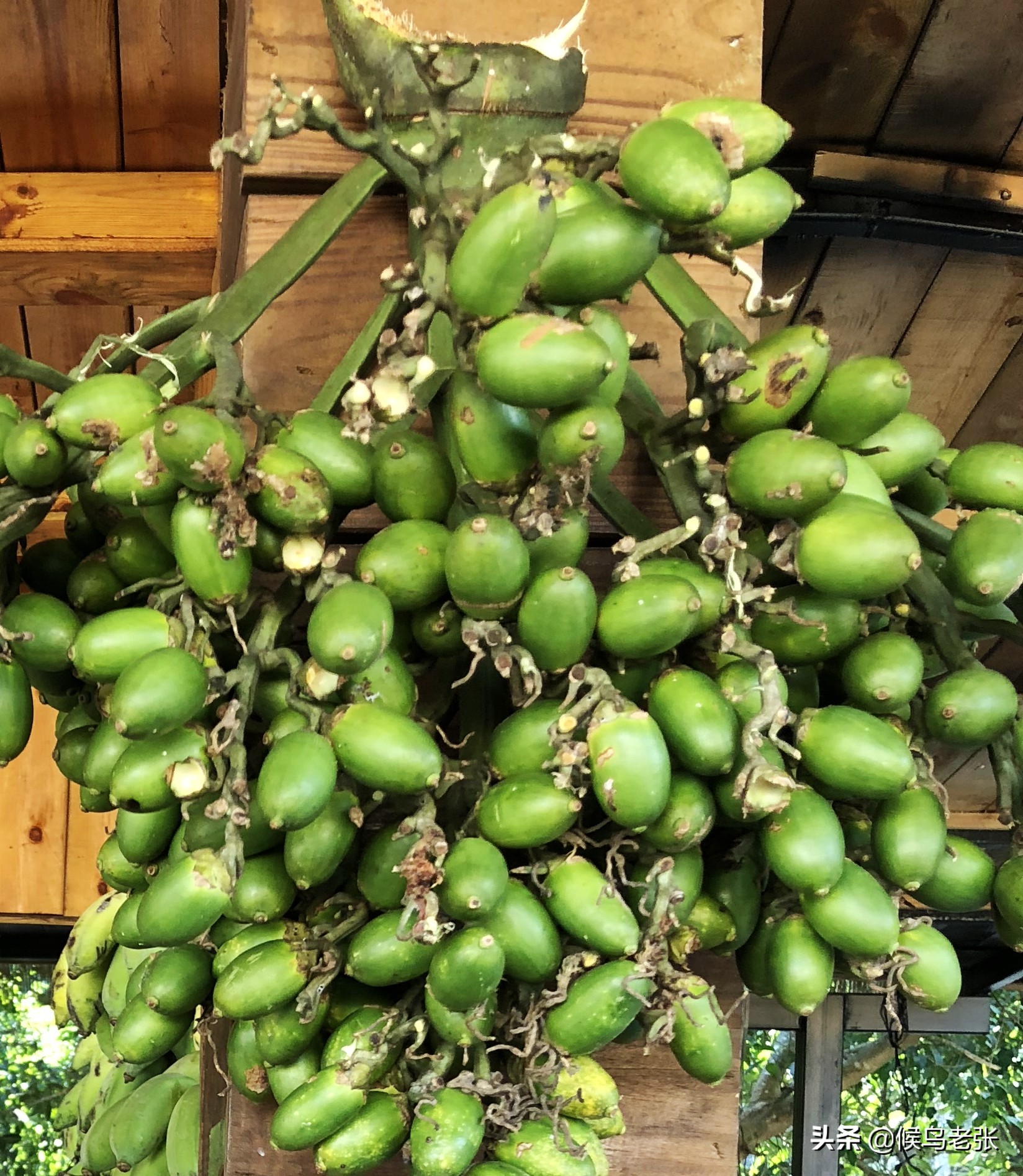 三亚的槟榔虫咬人,三亚旅游槟榔虫咬人