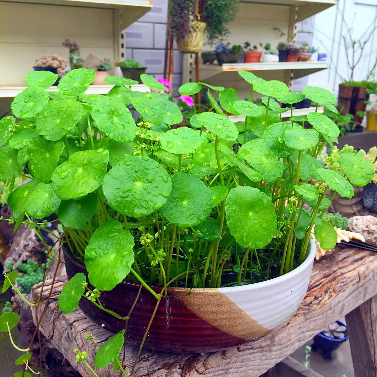 自制杀虫剂轻松搞定植物的方法,教你自制纯天然杀虫剂