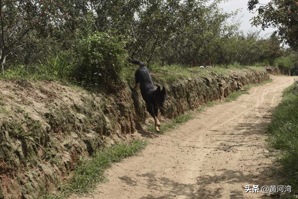 东德放羊狗出售,山西牧羊人养羊收入