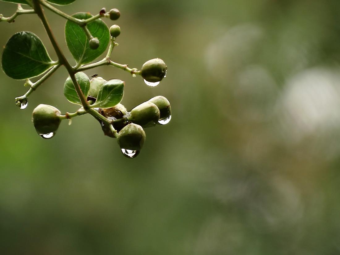 下雨为什么会有味道，雨后清新的味道到底是什么呢？考生了解下吧