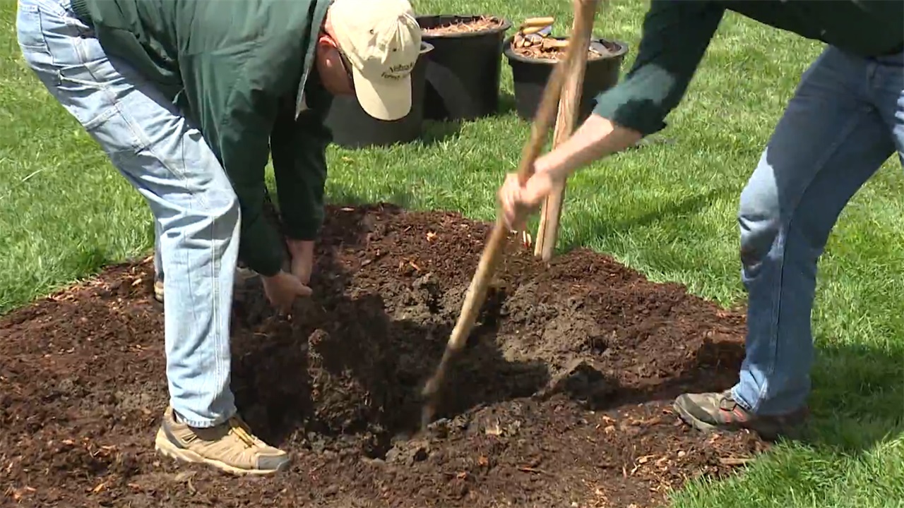 德国大型蔬菜移栽机,德国移植树木机器视频