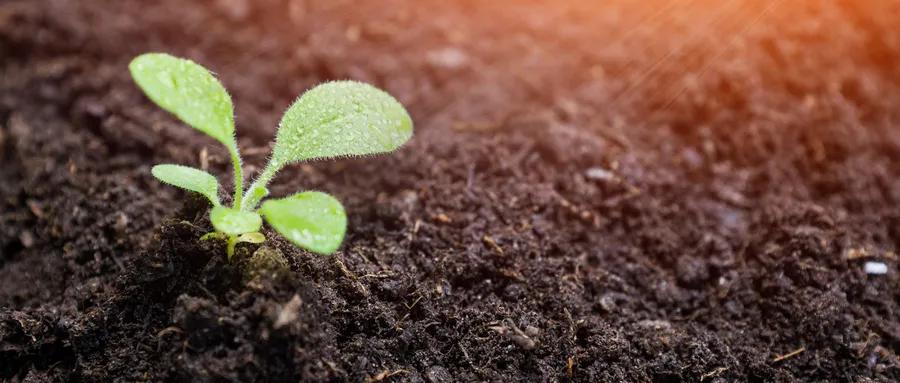 育苗时出现徒长苗的原因,幼苗徒长难高产怎么解决