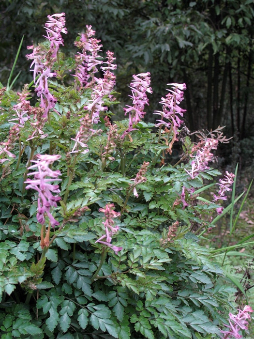 毒蛇泡酒可以治疗跌打损伤吗,毒蛇酒可以治疗跌打损伤吗