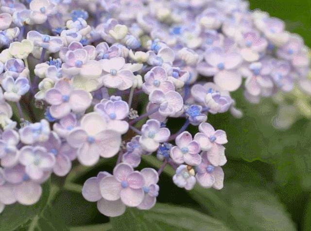 曾是电脑城销售，12年后坐拥60亩私家花园，137万网友跟她看春天