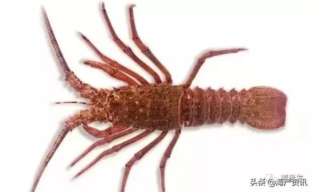 春节必买的海鲜,一年四季海鲜怎么选