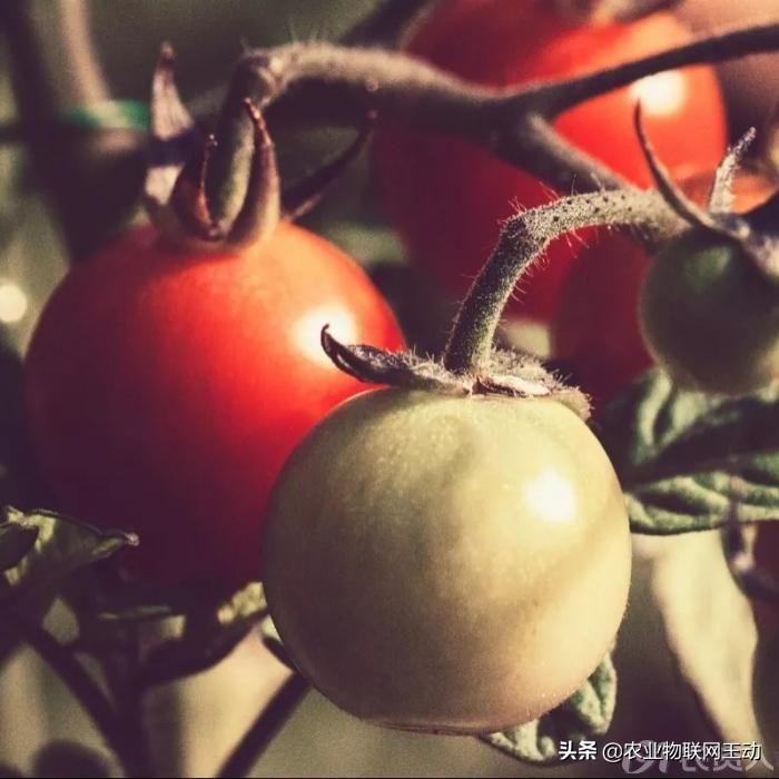 连续阴雨天番茄容易出现什么病害,连续阴雨天番茄该怎么管理