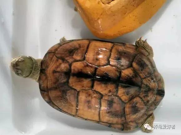新手一定要知道的养龟技巧,养乌龟的经验总结