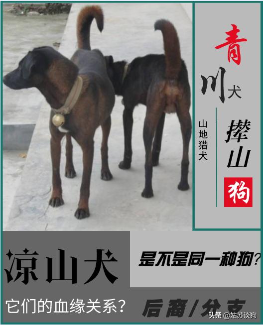凉山猎犬和青川犬哪个比较好,青川犬和川东犬区别
