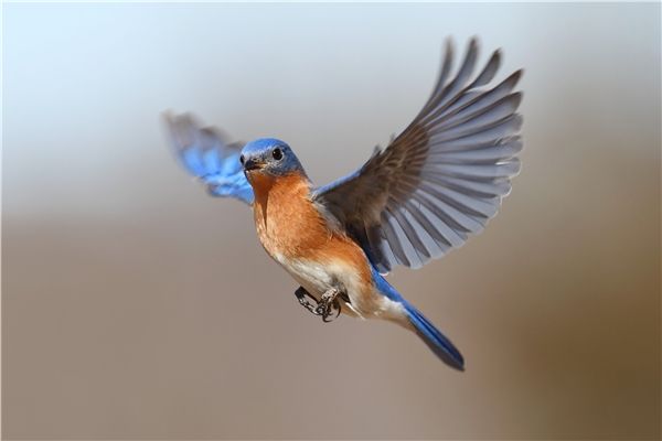 上帝和知更鸟,知更鸟为什么叫上帝之鸟