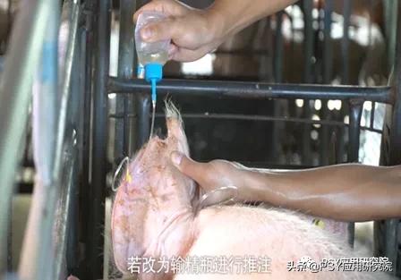 治疗母猪乳房炎最好的方法,母猪乳房炎最好的治疗方案