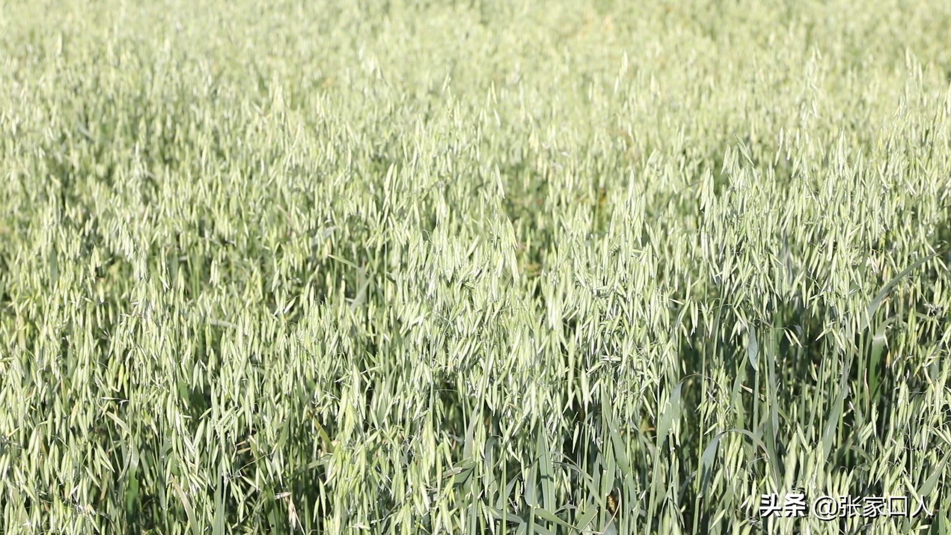 张家口莜面历史,北京人吃莜面是从什么时候开始的