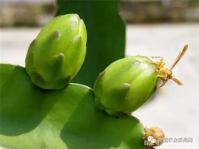 火龙果冬季浇水的正确方法,火龙果冬季修剪的正确方法