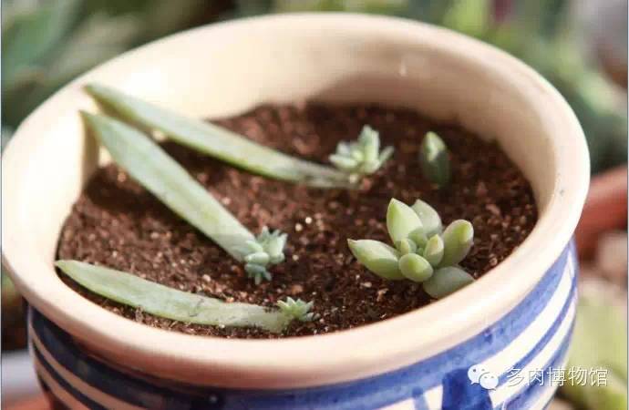 多肉用什么土长得快怎么配土,新手养多肉怎么配土最好