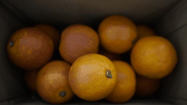 问：乌市同城线上购物去哪家？答：“九鲜汇”，单件也享批发价（内含福利）