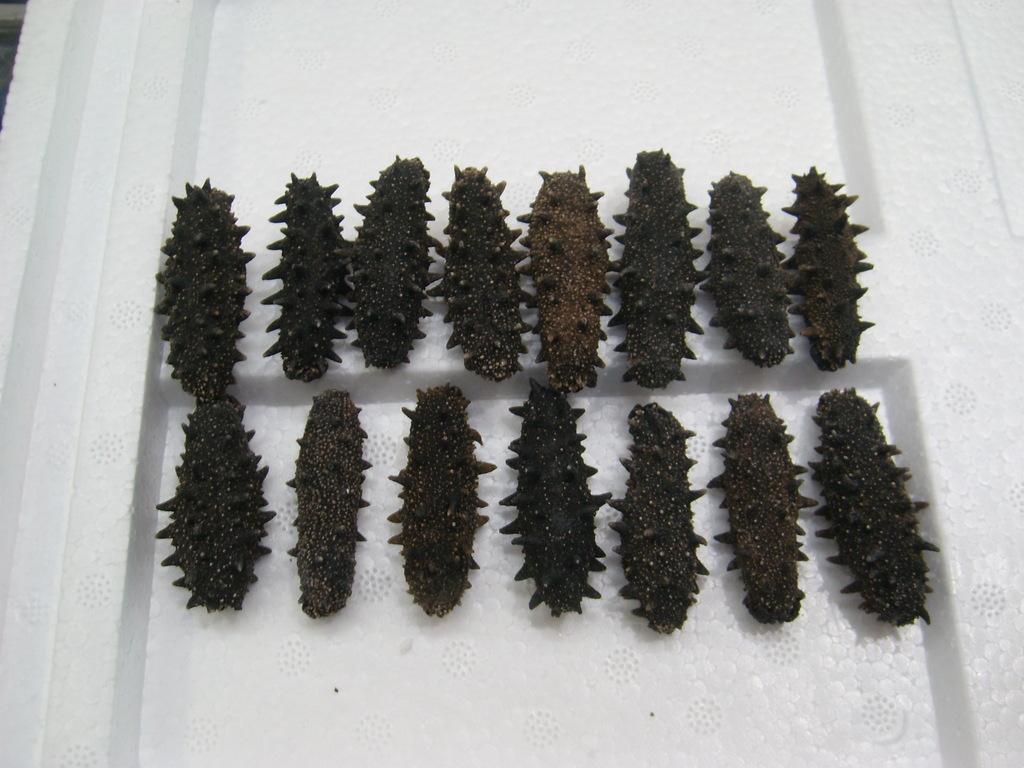 海参产地源头,海参产地