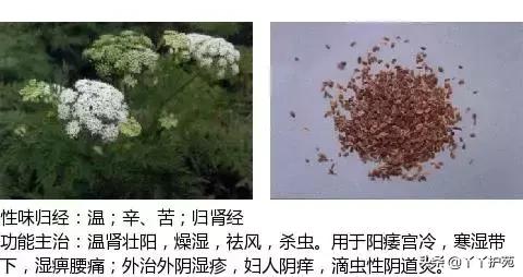农村身边的中草药主治与功效,中草药全图谱与功效
