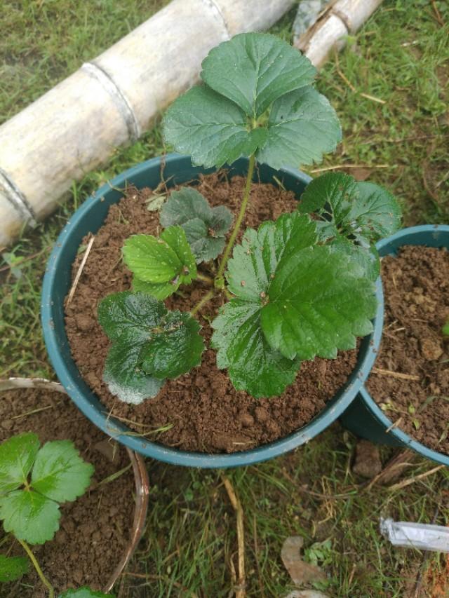 网上买的草莓苗太差了怎么办,怎么辨别草莓苗是不是真的