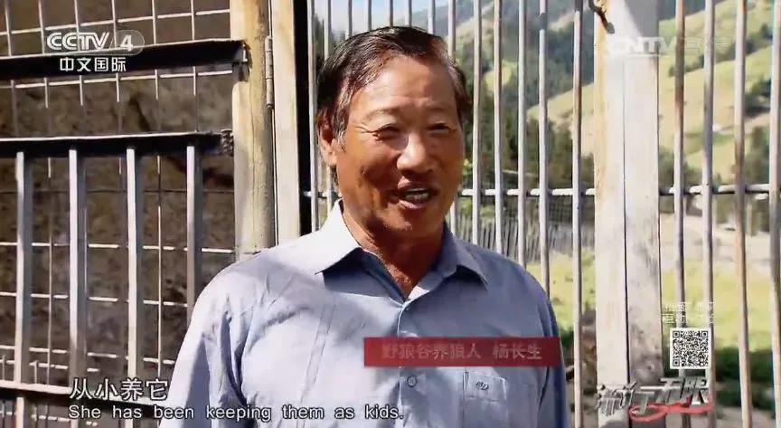 哈士奇养成狼,狼被养成了哈士奇