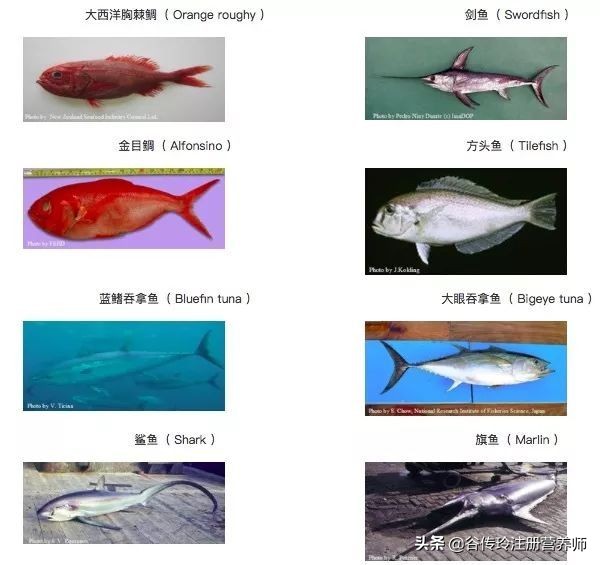 吴昕我家那闺女养生,吴昕吃的是哪款鱼油