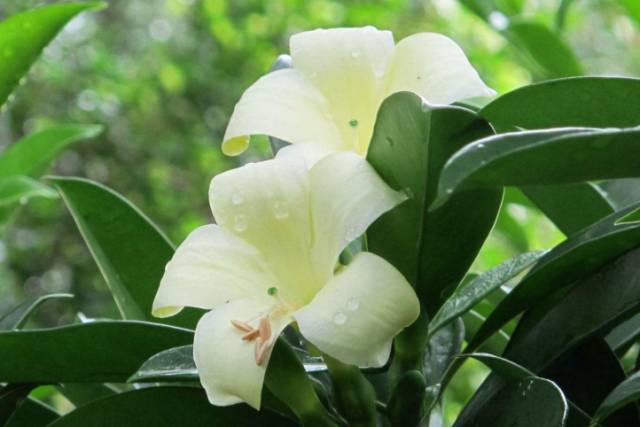 室内吸毒植物大全,七种具有吸毒功能的盆栽植物