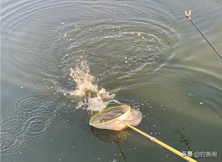 新手学钓鱼该买什么样的套装好,新手学钓鱼应该用哪种竿