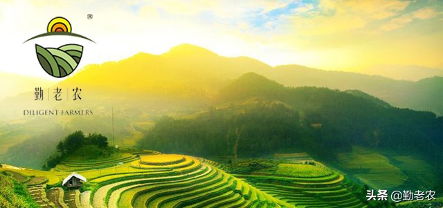 大棚种植如何更换棚膜？旧棚膜还有什么用途？