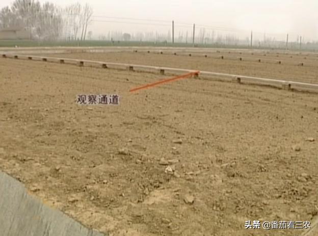 种莲藕为什么要放水蛭,藕田水蛭养殖技术和方法