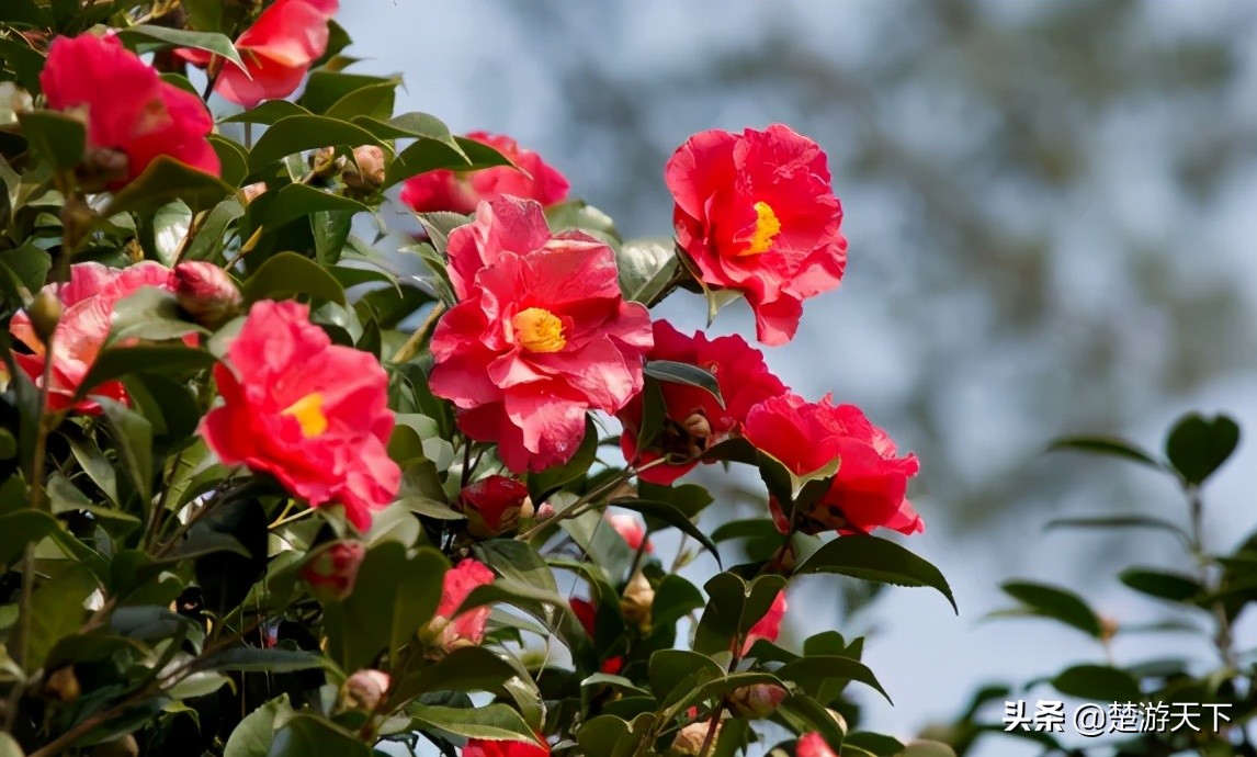 茶花盛开的地方有哪些,湖北有茶花吗